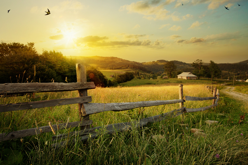 10 Skills for Homesteading Today